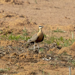 Cursorius coromandelicus