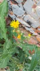 Sonchus arvensis