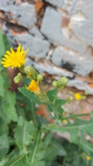 Sonchus arvensis
