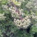 photo of Firethorn (Pyracantha coccinea)