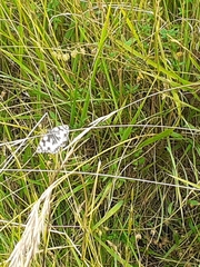 Melanargia galathea