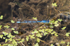 Enallagma doubledayi