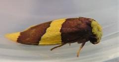 Heterallactis phlogozona