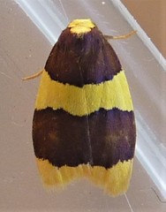 Heterallactis phlogozona