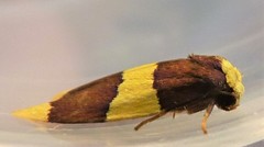 Heterallactis phlogozona