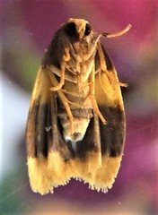Heterallactis phlogozona