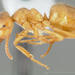 Lasius vestitus - Photo (c) California Academy of Sciences, 2000-2010, some rights reserved (CC BY-NC-SA)