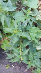 Urtica dioica
