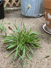 Plantago lanceolata