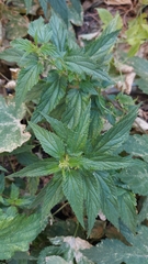 Urtica dioica