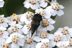 Variimorda villosa