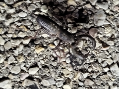 Mastigoproctus giganteus