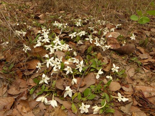 Gardenia subacaulis image