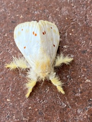 Euproctis rufopunctata