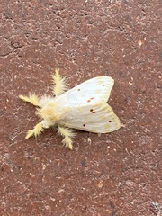 Euproctis rufopunctata