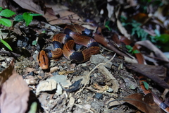 Oreocryptophis porphyraceus