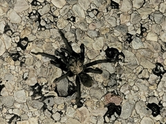 Aphonopelma gabeli