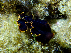 Pseudobiceros splendidus