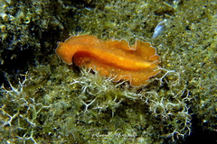Yungia aurantiaca