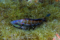 Symphodus ocellatus