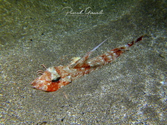 Chelidonichthys obscurus