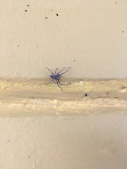 Larinioides sclopetarius