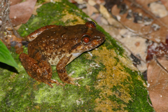 Limnonectes conspicillatus