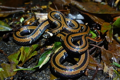 Sinomicrurus sauteri