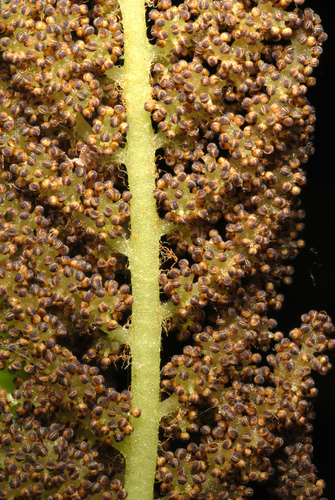 Osmunda claytoniana iNat (1)