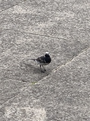 Motacilla alba yarrellii
