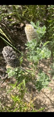 Dalea obovata
