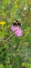 Bombus vestalis
