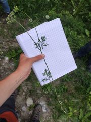 Bunium bulbocastanum