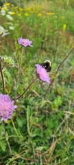 Bombus vestalis