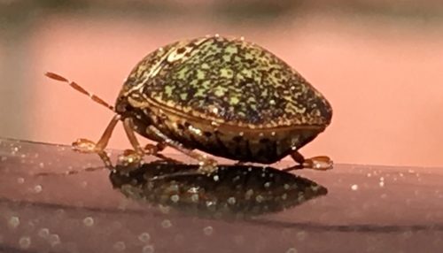 Kudzu Bug
