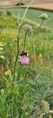 Bombus vestalis