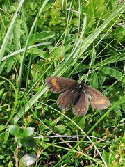 Erebia pharte