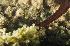 Synaptula reciprocans