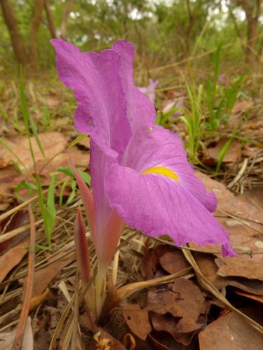 Siphonochilus image