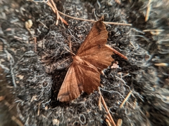 Euchlaena johnsonaria