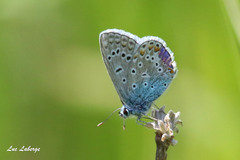 Polyommatus icarus