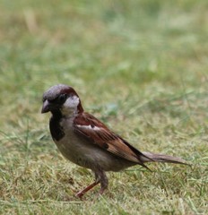 Passer domesticus