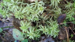 Sphagnum centrale