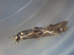 Blastodacna atra