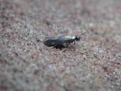 Eucalybites auroguttella