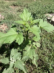 Cyclachaena xanthiifolia