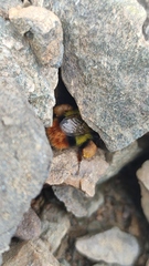 Melanobombus