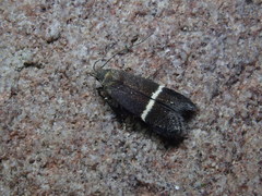 Aproaerema taeniolella