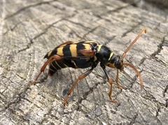Leptura aurulenta