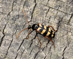 Leptura aurulenta